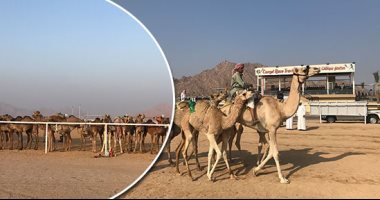 52 من الهجن المصرية تشارك فى أشواط افتتاح مهرجان شرم الشيخ التراثى