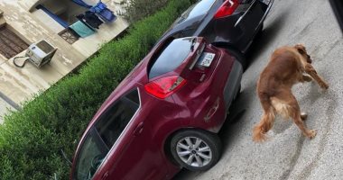 قارئ يشكو انتشار كلاب شرسة بدون صاحب بحى الأشجار فى 6 أكتوبر