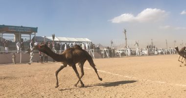 فيديو.. نتيجة أشواط فترة الظهيرة لفعاليات سباق الهجن بشرم الشيخ