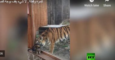 الصداقة مش بالحجم.. نمر وقط تجمعهما صداقة قوية 