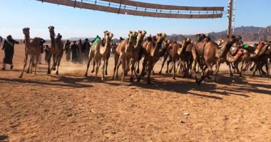ختام سباقات الهجن بمدينة نوبيع بجنوب سيناء.. اليوم