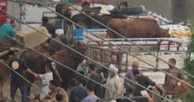 شكوى من سوق مواشى داخل قرية الأبعدية في مركز أوسيم بالجيزة.. صور