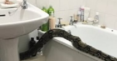إمرأة بريطانية تعثر على أفعى بطول 8 أقدام فى حمام منزلها.. صور