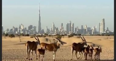 قانون البيئة يغلّظ عقوبات صيد والإتجار بالحيوانات البرية لحماية التنوع البيولوجى