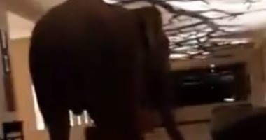 شاهد.. فيل يتجول بين غرف نوم فندق 5 نجوم فى سريلانكا