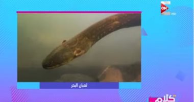 تعرف على آخر الاكتشافات العلمية فى عالم البحار مع "كلام ستات"