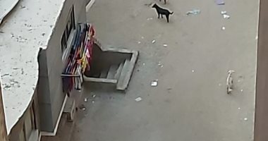 "سيبها علينا".. شكوى من استمرار انتشار الكلاب الضالة بشارع خيرالله بالعجمى