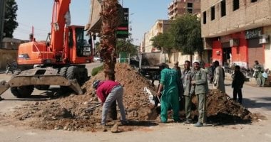 تزيين ميدان "رؤية" بالأقصر بنخيل "بوتشارديا" المعمر لـ250 سنة
