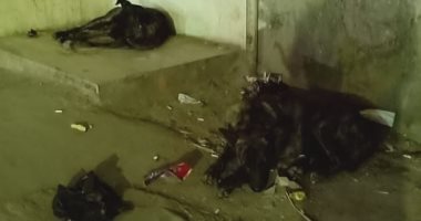 قارئ يشكو انتشار الكلاب الضالة في شارع المدرسة بعزبة النخل
