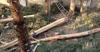 شكاوى مجلس الوزراء تستجيب لليوم السابع وتوقف مذبحة أشجار كافور مدينة نصر