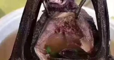 شوربة الخفافيش.. هل تسببت فى انتشار فيروس كورونا بالصين؟