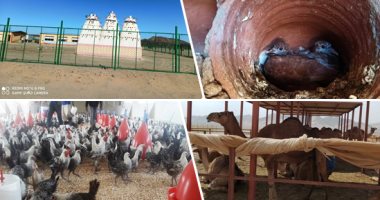 صور.. المشروعات التنموية تخترق صحراء البحر الأحمر والشلاتين.. قلعة لتربية الحمام "الجبلى" ومجمع دواجن ومزرعة للإبل.. 10 أصناف خضر ومزارع "بلطى" أحمر.. قرى بدوية ومراكز نباتات طبية.. والتسويق بالقاهرة والغردقة