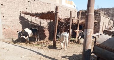 شكوى من اقتطاع جزء من شارع كنيسة جزيرة الخزندارية لتربية المواشى فى سوهاج