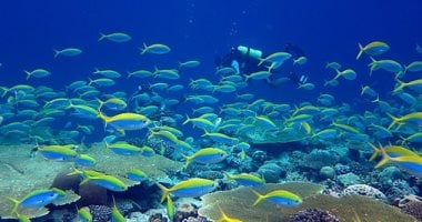 7 رسائل لوزيرة البيئة فى اليوم العالمى للتنوع البيولوجى.. تعرف عليها