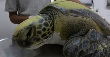 العثور على 20 "شفاطة" داخل سلحفاة بحرية خضراء بالأرجتين.. اعرف التفاصيل