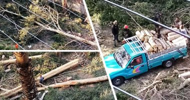 شكوى من مواطن تكشف عصابة قطع الأشجار بمدينة نصر.. مافيا تتاجر بأخشاب أشجار كافور عمرها 30 سنة.. مجلس الوزراء يستجيب لمبادرة "سيبها علينا" ويوقف المذبحة ويتحفظ على الأدوات.. (صور)