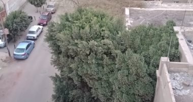 "سيبها علينا".. مناشدة بتقليم أفرع الأشجار بشارع ذوالفقار بحلوان