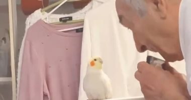 ديو الموهوبين .. جد كندي يعزف على آلة "الهارمونيكا" وطائره يتفاعل معه