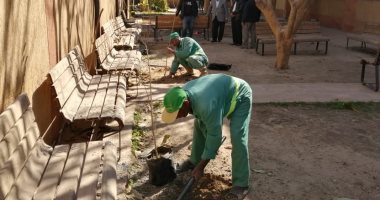"اتحضر للأخضر".. محافظات مصر تتجمل بالأشجار المثمرة ضمن مبادرة رئيس الجمهورية.. ووضع "نخيل بوتشارديا" المعمرة تعيش 250 سنة في ميادين الأقصر.. مسئولون وشباب يحيون يوم البيئة الوطني في القليوبية والغربية