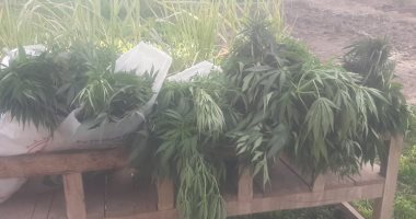 أمن الأقصر يضبط مدرس لزراعته 420 شجرة بانجو وسط زراعات الفول بإسنا