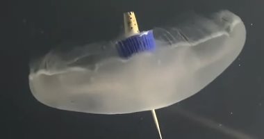 أول قنديل بحر "سايبورج" لديه أطراف صناعية وقدرات خارقة فى السباحة (صور)