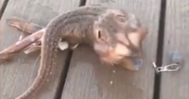 مخلوق بحرى غريب يشبه الأخطبوط يظهر فى جزيرة كونى بمدينة بروكلين.. فيديو