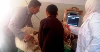 صور.. بيطرى الشرقية: 816 عملية تلقيح صناعى لتحسين سلالات الثروة الحيوانية