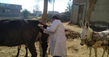 تحصين 20 ألف رأس من الأبقار والأغنام ضد التهاب الجلد العقدى وجدرى الأغنام بالمنوفية