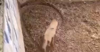 ذئب يرسم رمزا رياضيا على الأرض بخطوات مثيرة للجدل.. فيديو