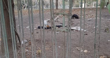 انتشار الكلاب الضالة داخل حديقة الطفل الملحقة بمكتبة مصر العامة بمدينة نصر