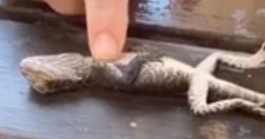 رجل إطفاء أسترالى يُعيد الحياة لقلب سحلية صغيرة بالتنفس اليدوى.. فيديو