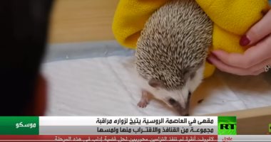 شاهد.. مقهى فى موسكو يتيح لزواره اللعب مع القنافذ