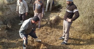 آثار الإسكندرية: إزالة 5 آلاف متر من الحشائش بمنطقة أبو مينا الأثرية
