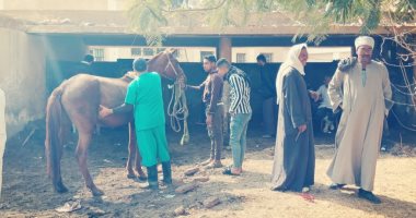 صور ..الزراعة :قوافل بيطرية بالمجان بالمحافظات لعمل تلقيح صناعى للماشية