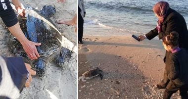 كنوز مصر البيئية فى أيادٍ أمينة.. شاطئ العريش حضن أمان للسلاحف المهددة بالانقراض.. إعادة أنواع نادرة منها عثر عليها صيادون ومحبون للبيئة.. الحفاظ على الكائنات النادرة تفعيل لمبادرة الرئاسة "اتحول للأخضر"