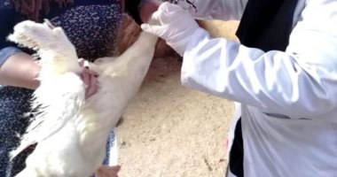 استمرار ذبح الطيور الحية بالشرقية بالمخالفة للقانون.. وتاجر: الزبون عايز كده