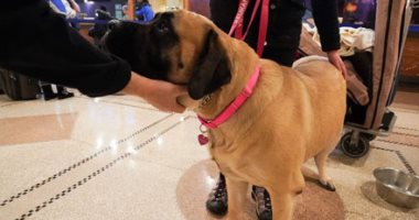 عرض Westminster Dog السنوى فى نيويورك