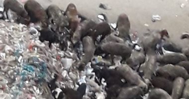 شكوى من تراكم القمامة بشارع الحرية فى المطرية