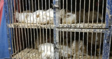 صور..تداول الطيور الحية وذبحها فى المحلات بمطروح يهدد صحة المواطنين.. أصحاب المحلات: المواطن يفضل ذبح الدواجن وقت الشراء ولا يفضلون شراء المجمدة.. ومواطنون يطالبون بمنع تداول الطيور الحية