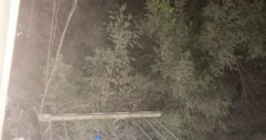 شكوى من فروع شجرة غير مقلمة فى شارع محمود محروس عين شمس الشرقية