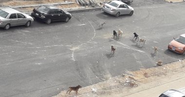 "سيبها علينا".. شكوى من انتشار الكلاب الضالة بشارع الحجاز بالنزهة