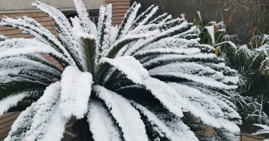 صور.. استمرار تساقط الثلوج على العاصمة العراقية بغداد