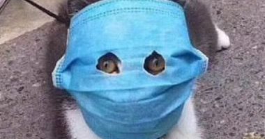 رعب كورونا ينتشر.. أقنعة وجوه للحيوانات الأليفة لحمايتها من الفيروس.. صور