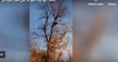 القفز هو الحل.. شاهد فهد يهرب إلى أعلى شجرة خوفا من كلب
