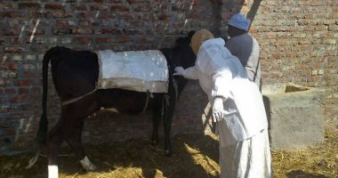 مديرية طب بيطرى الوادى الجديد تبدأ حملات التحصين ضد الحمى القلاعية غدا 
