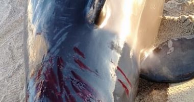العثور على "الحوت الكاذب" نافقا على شواطئ الغردقة