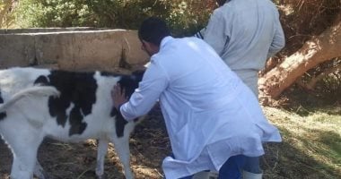 صور .. تحصين 7824 رأس ماشية ضد الأمراض فى الوادى الجديد