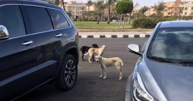 الشارع مأوى للكلاب الضالة.. شكوى سكان شارع المسلمى في التجمع الخامس