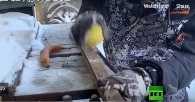"مش بس للأكل".. روسى يستخدم الفواكه كمطرقة