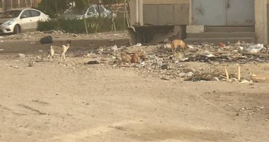 شكوى من انتشار الكلاب الضالة بمساكن شيراتون بمصر الجديدة